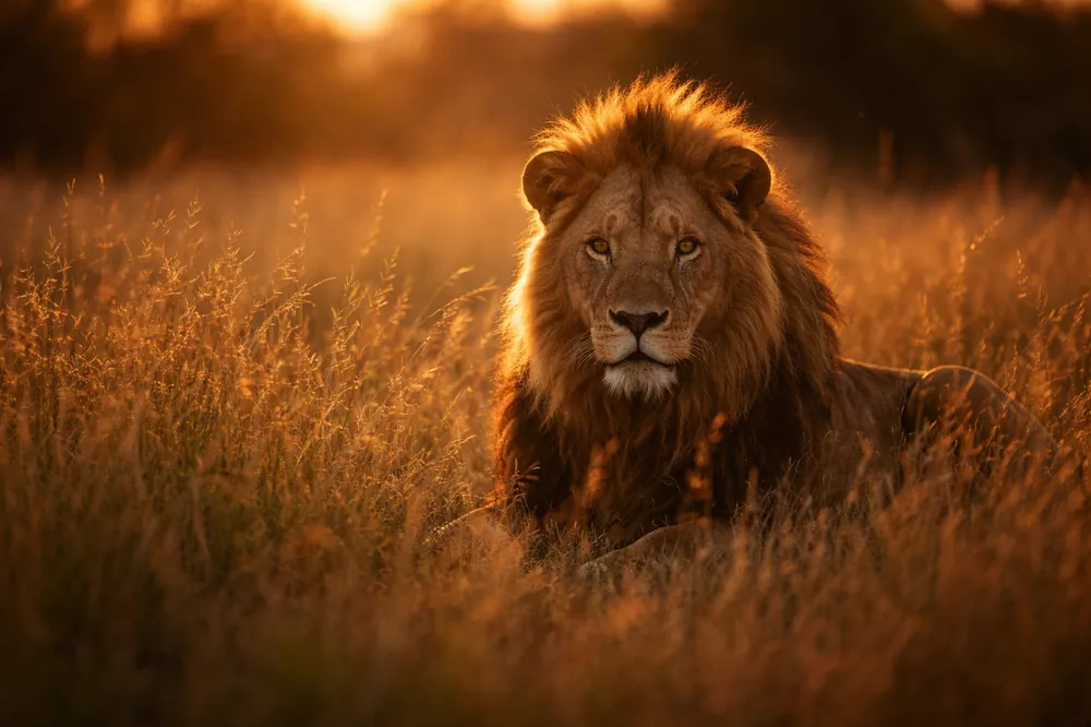 Lion on safari in South Africa
