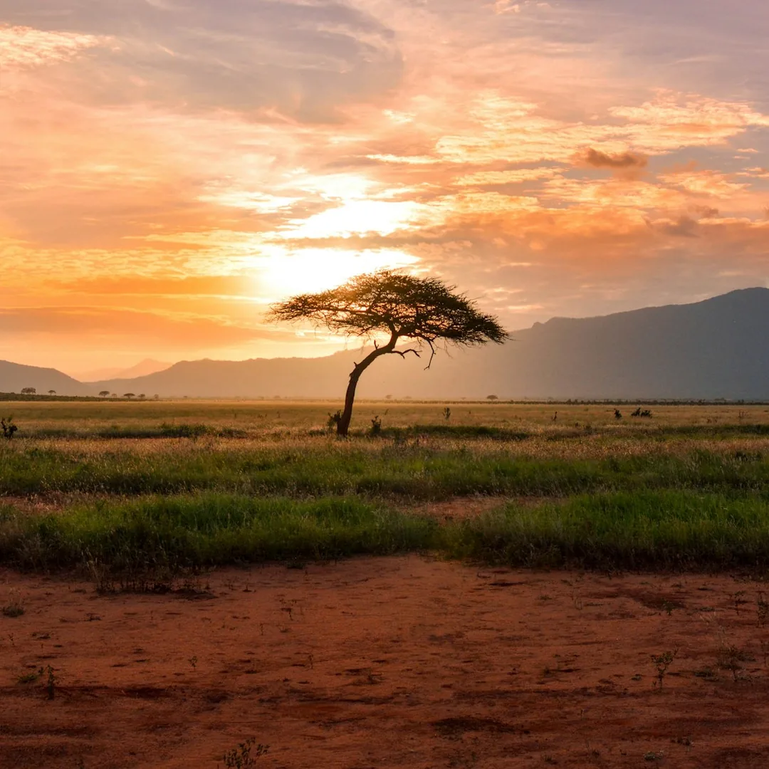 Safari game drive vehicle and African wildlife landscape